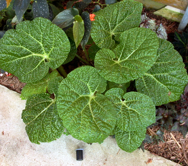 B. gehrtii